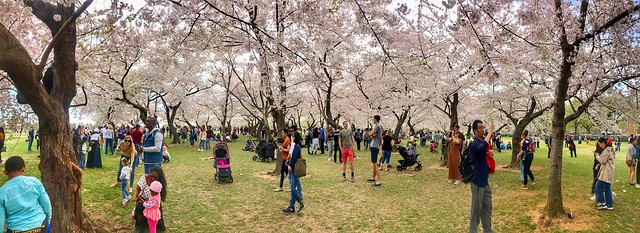 Beautiful grove of cherry trees (Washington DC)