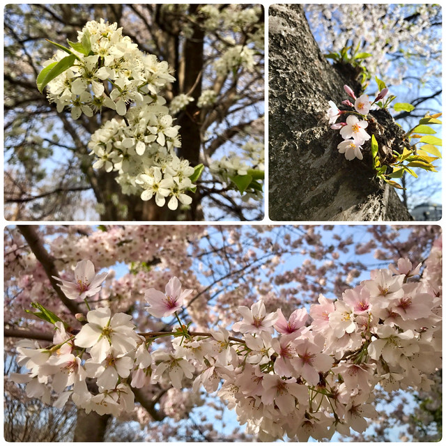 Couldn't get enough of cherry blossoms